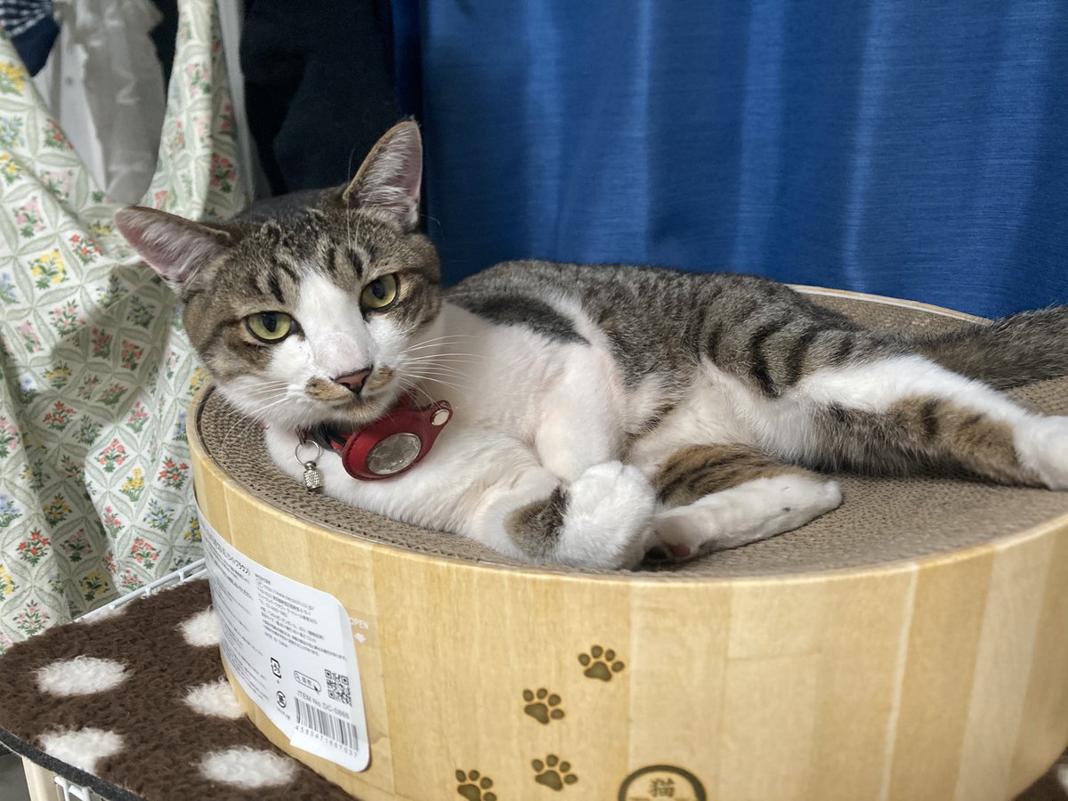 猫図鑑 tweet media