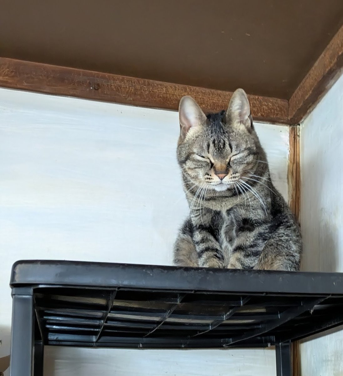 popncat tweet media