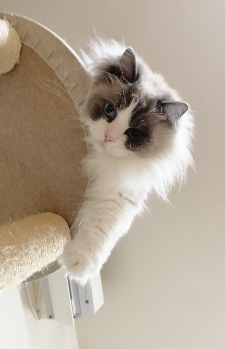 ねこにゃんです。 ねこにゃん