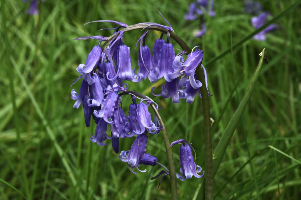 treesforlifeuk's tweet photo. Often associated with ancient woodland, bluebells spend most of the year underground as bulbs before emerging to carpet the forest floor in rich violet-blue blooms. 

This beautiful native #wildflower is still common across Britain, but bluebells are vulnerable to habitat loss, trampling and hybridisation with non-native species. Unlike Spanish bluebells, our native British #bluebells have delicate flowers that droop to one side.

🦋 Woodland butterflies, bees and hoverflies feed on their nectar, while folklore links bluebells with fairies and enchantment. Bluebells certainly bring a touch of magic to our woods each spring. ✨

📷 Alan Watson Featherstone