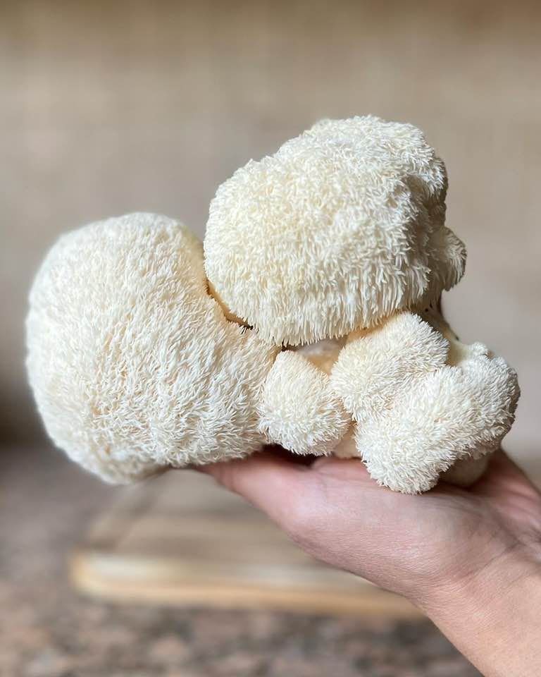 NeuralSpace_'s tweet photo. 🧨: Des scientifiques confirment qu’un seul champignon peut « recâbler » le cerveau humain pour lutter contre la dépression https://t.co/iEpmJgV4Vo