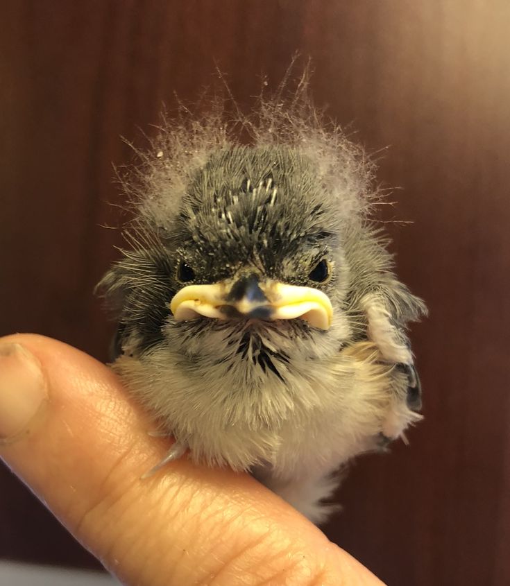 Sparrow tweet media