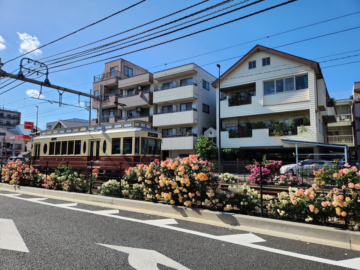 akedoma's tweet photo. 今週末の5月16日（土）は「あらかわバラの市」が開催されます。9時30分式典後～15時、町屋駅周辺路上の特設会場で、6号鉢までの様々な色のバラの鉢植えが買えたり、関連グッズ販売、育て方講座、サクソフォン演奏も。都電荒川線沿道の満開のバラもお出迎え。
https://t.co/BmBcXuhv7M
#arakawakulove https://t.co/lBBLxpz0oK