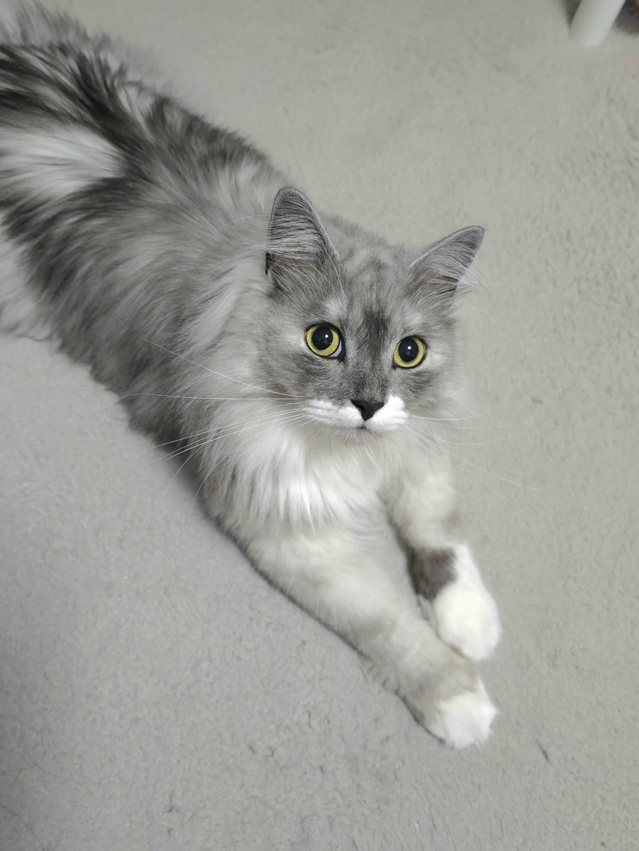 らんまる🐾 (@1224_ranmaru_jp) / Posts / X