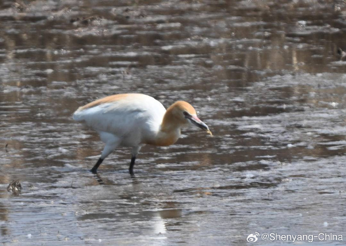 ShenyangChina's tweet photo. Tourism in Shenyang: Recently, flocks of Cattle Egret have been seen resting and foraging in the rice fields around Qixing Wetland, creating a vivid ecological scene of harmony between nature and rural life. https://t.co/R5IyHodmyR