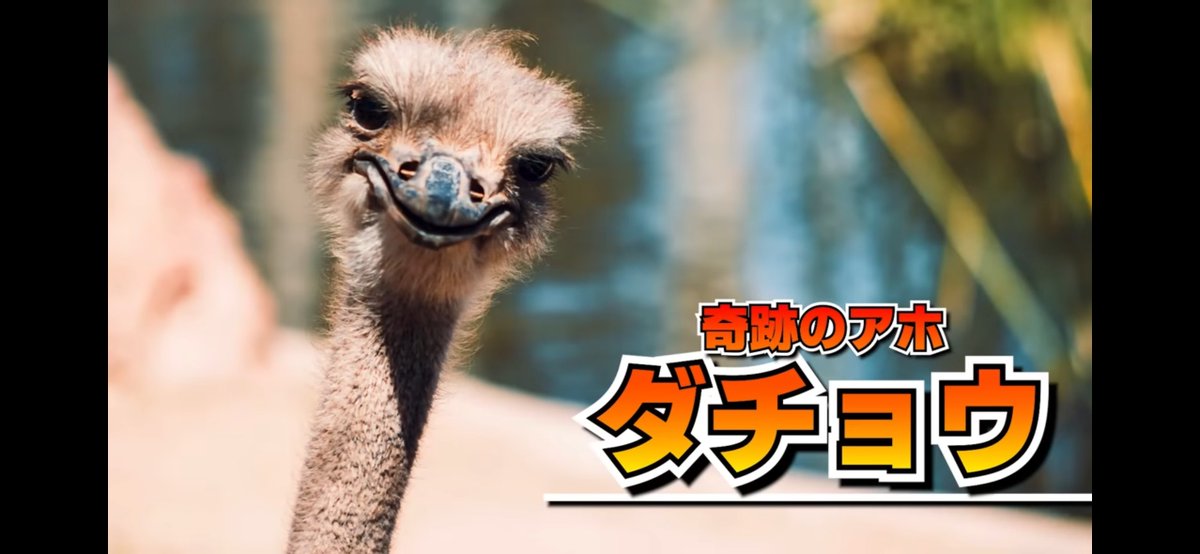 ましろ tweet media
