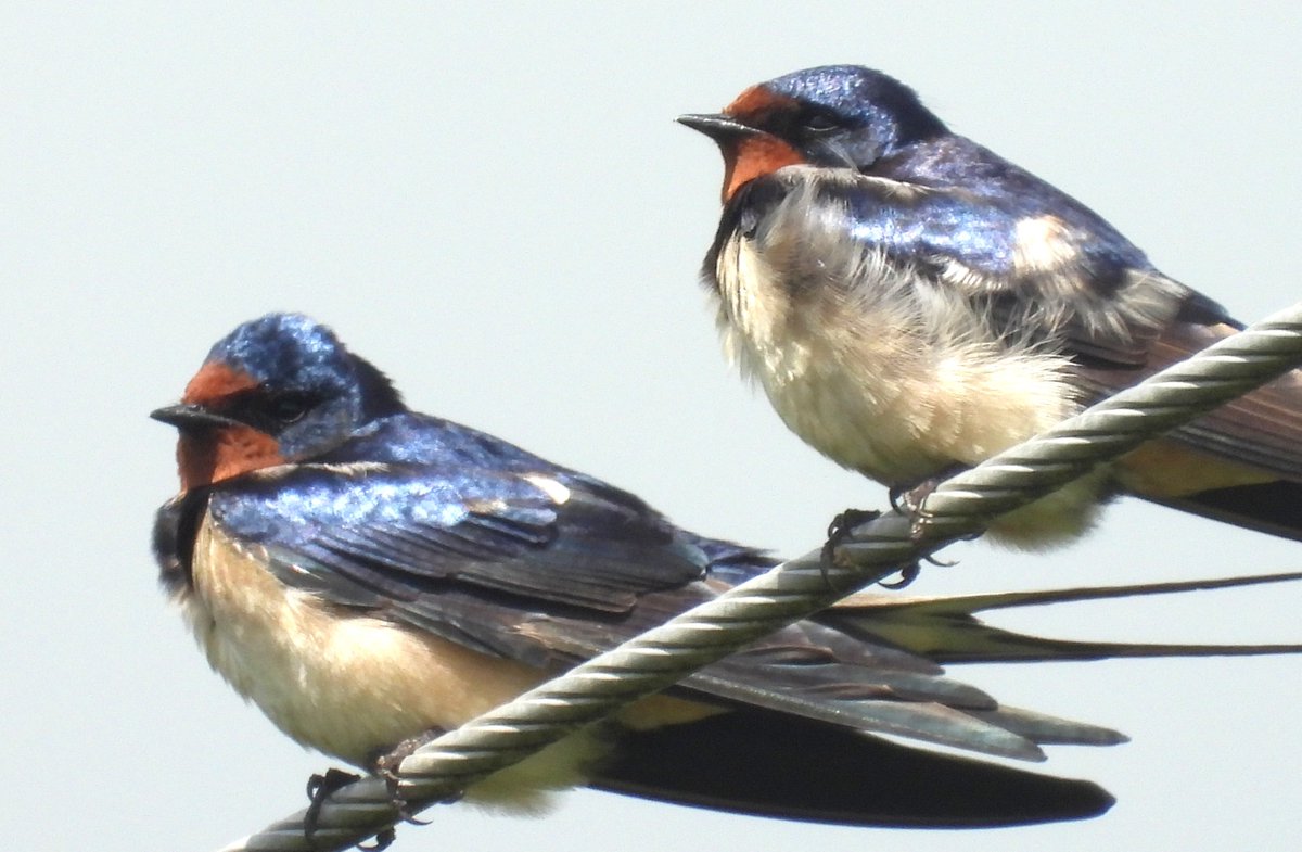 MarburyBirds tweet media
