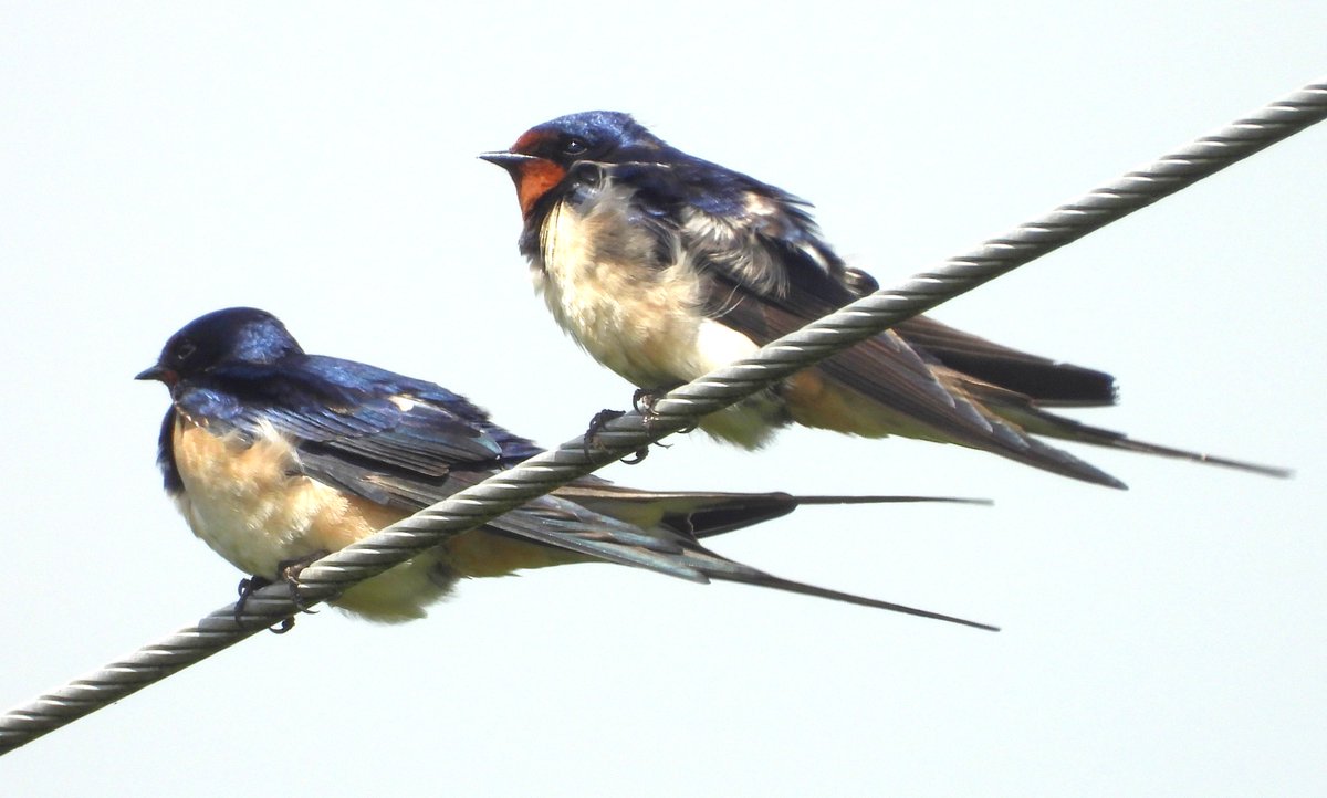 MarburyBirds tweet media
