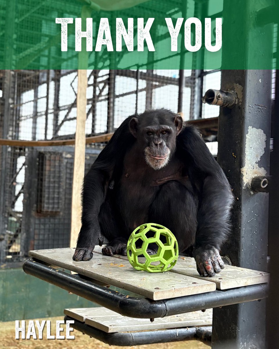 Project Chimps tweet media