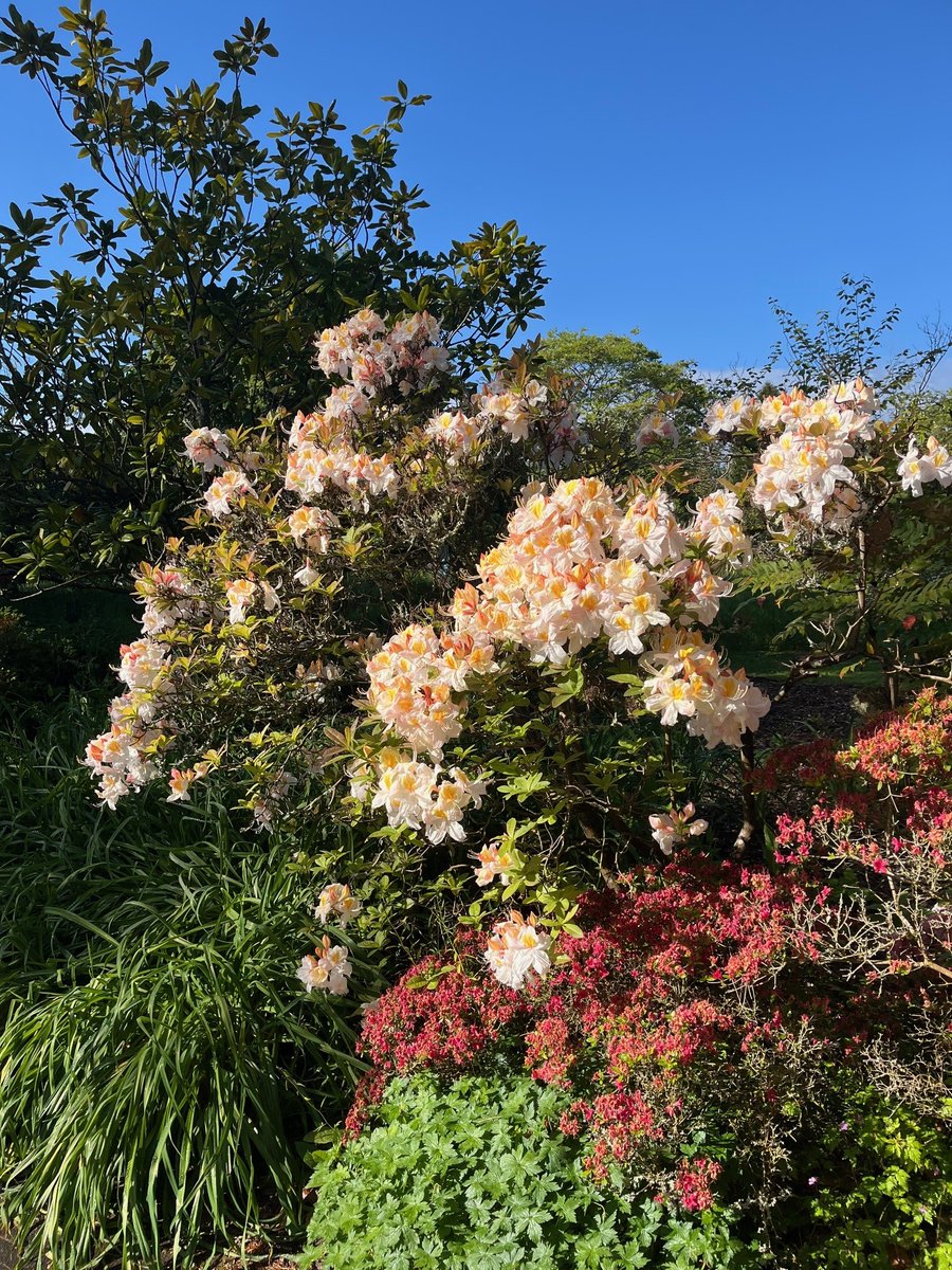 FirstStopDorset's tweet photo. A lovely customer visit to Sir Harold Hillier Gardens.

Now’s the perfect time to see the stunning rhododendron &amp; azalea collection with over 1,000 varieties in bloom. 
Vibrant colours, incredible fragrance, cake &amp; a hot drink.

#Hampshire #SpringBlooms #perfectday https://t.co/g5M4soH1aF