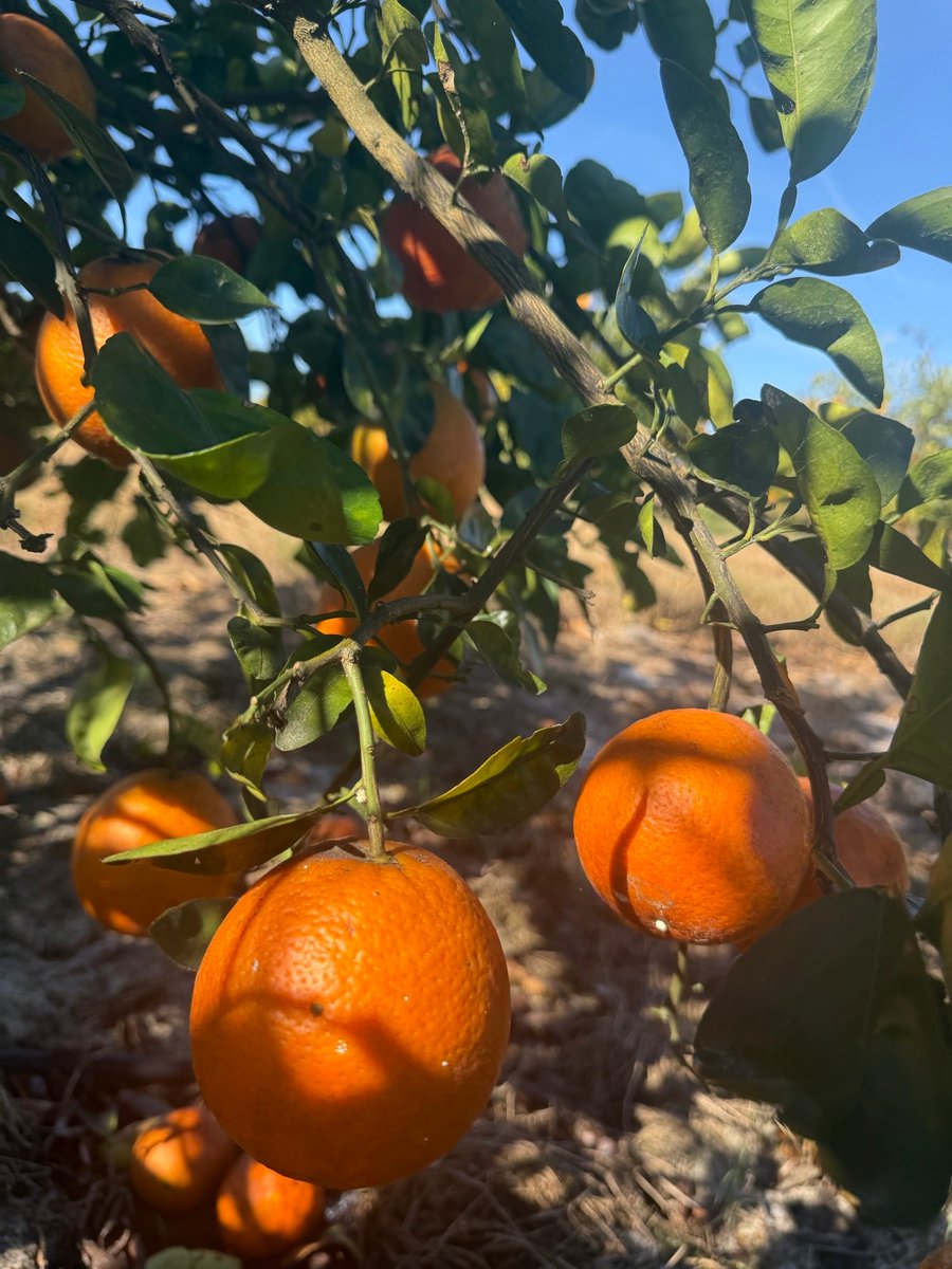 Agricultural Research Service tweet media