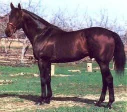 HORSERACING1002's tweet photo. GOOD DOCTOR 🇺🇸 1970
(DR FAGER - SPEEDWELL BY BOLD RULER)
#GoodDoctor
B DR W. O. Reed (Fl) Jan 19, 1970 Horse
from the family of Secretariat
7-2-0-2 with 11,400 dls
Stood in Mexico 🇲🇽 & USA 🇺🇸
Sired multiple stakes winners Husar, Doctora, Rianzares, Mirall, La Belle Danielle, Pinpon Papas, Minadeta, First Doctor, Zarkoff, Mitre,