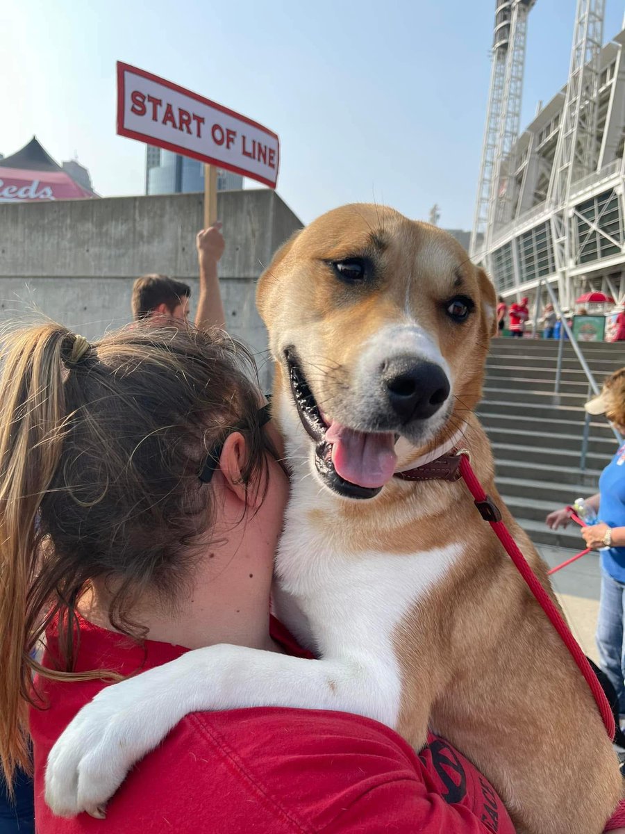 SPCACincinnati's tweet photo. SPCA Cincinnati is proud to team up with the Cincinnati @Reds for Bark in the Park this season! 

Join us at Great American Ballpark to celebrate animal welfare—bring your furry friend along or meet a pet ready for adoption. It’s the perfect way to enjoy baseball while supporting a great cause. 

Together, let’s cheer on the home team as they take on the Washington Nationals! ⚾️ #adopt #volunteer #donate #BarkInThePark