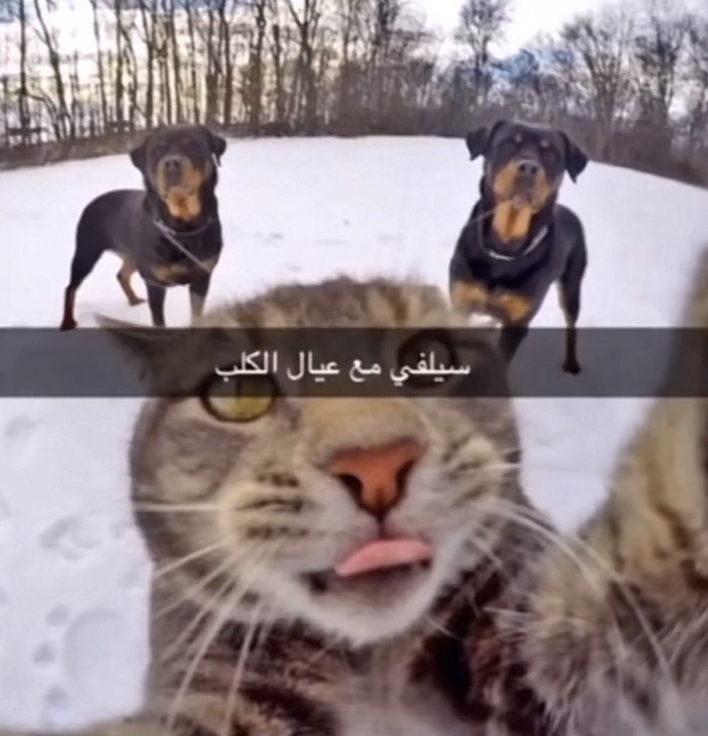 الملكة tweet media
