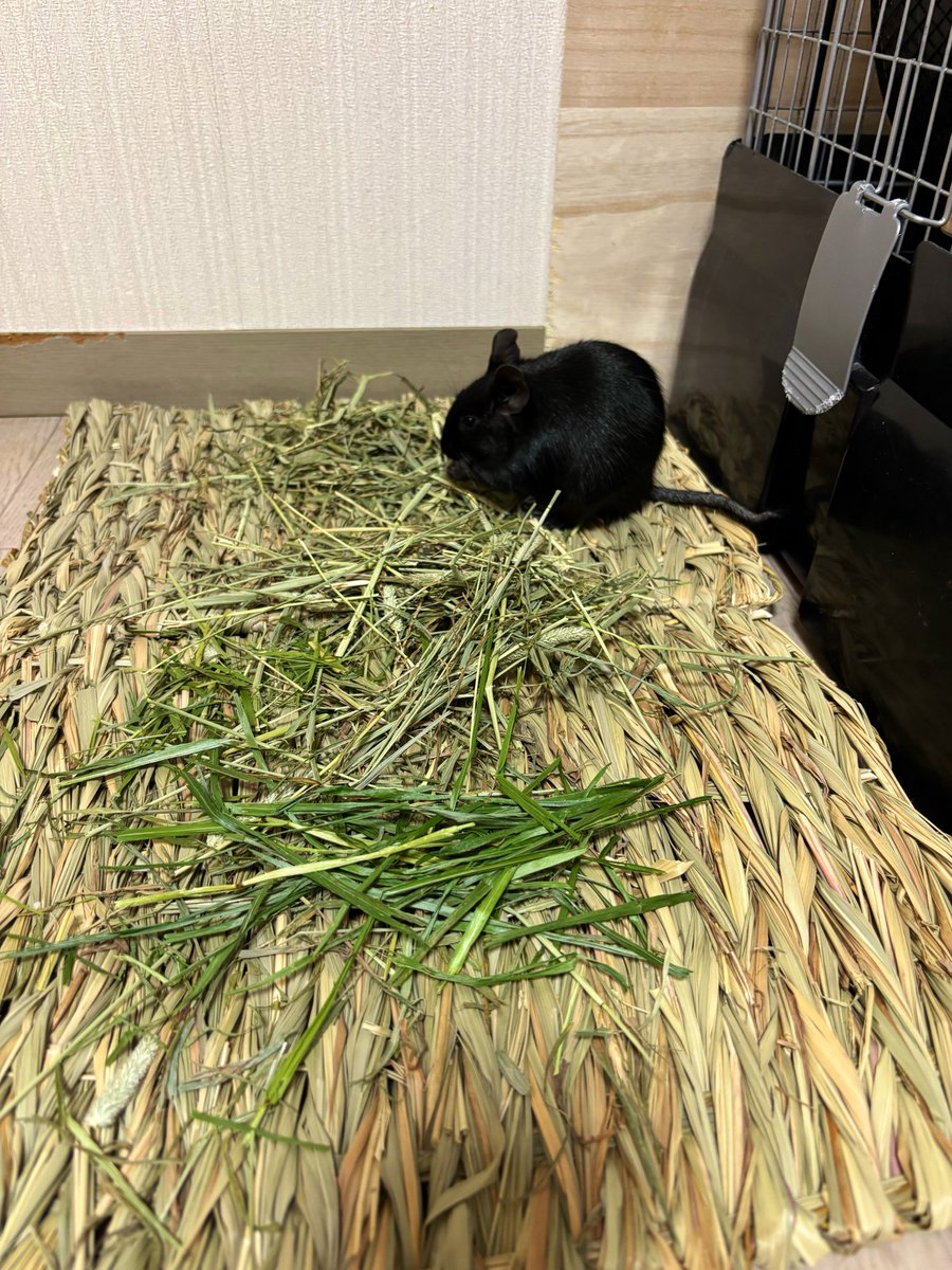 ゆらぎ🌲デグーのちょこむぎ。 tweet media