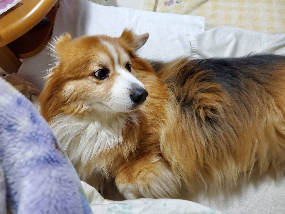 104ssk's tweet photo. サマーカットすると全��っぽくてかなりセンシティブ
犬は常に全裸なのに https://t.co/OSrwbm2Sty