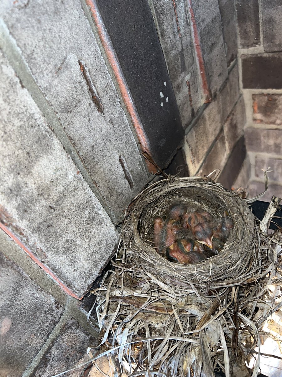 ColonePino's tweet photo. #GoodDayDetroit you have the Big Fella on the bird feeder. I have these Little Fellas (robins) on top of my porch light! https://t.co/xOiMBhZk9m
