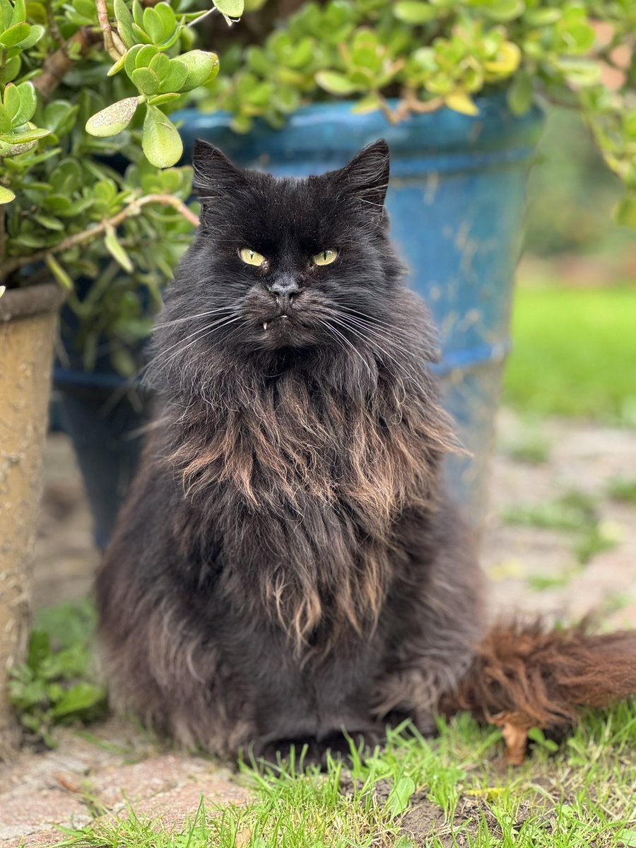 Catastrophes Cats Rescue tweet media
