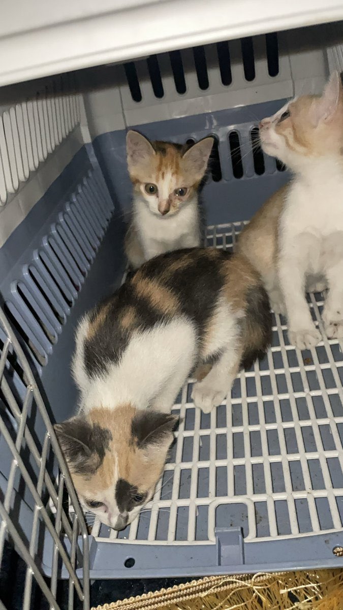 nur | for maru 🐱 tweet media