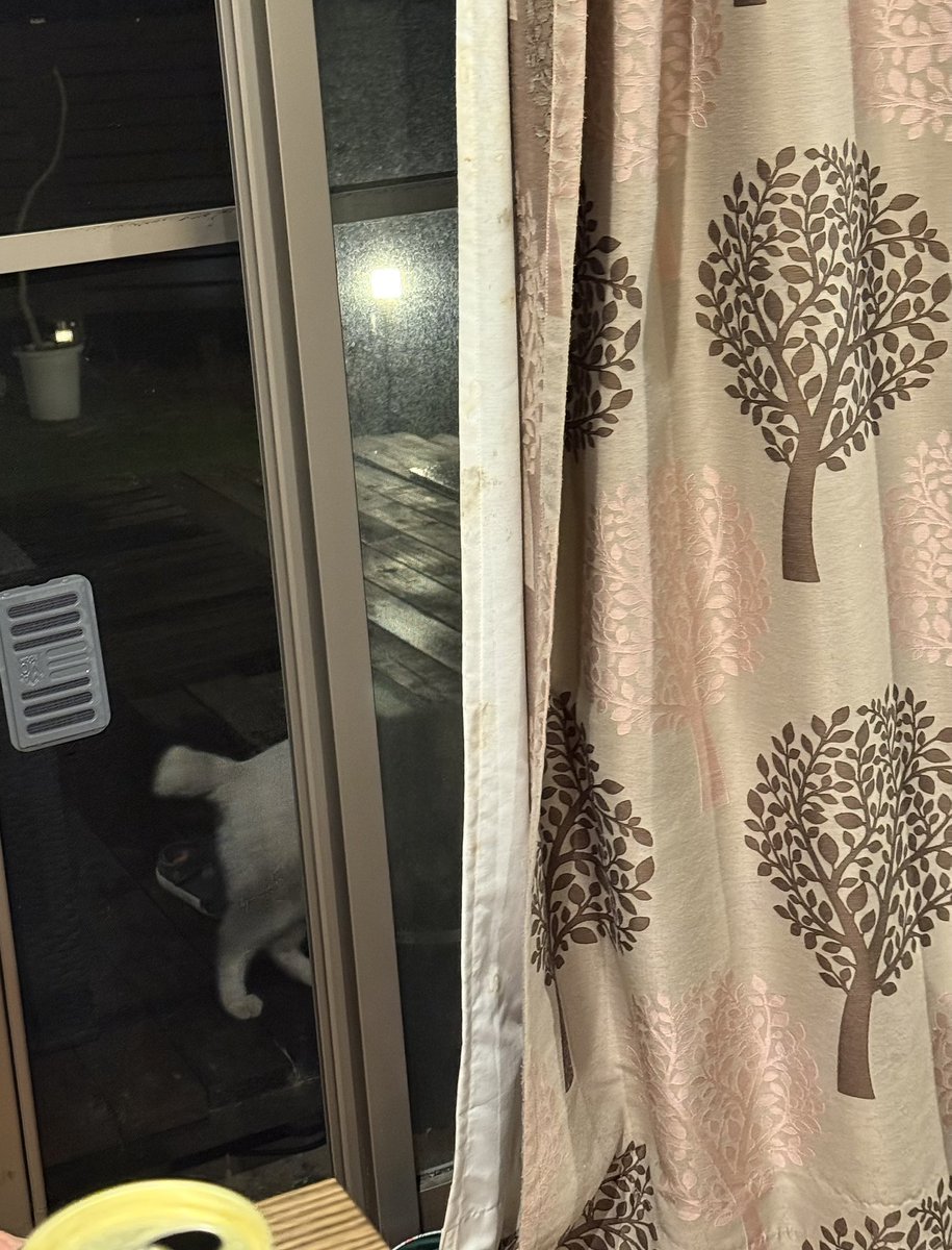 ココニャ@猫写真集、発売中! tweet media
