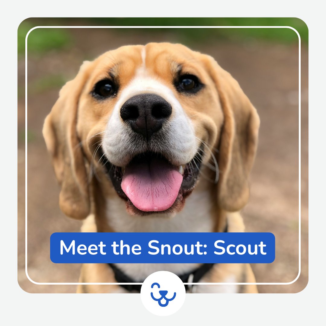 SnoutsPawsTails tweet media