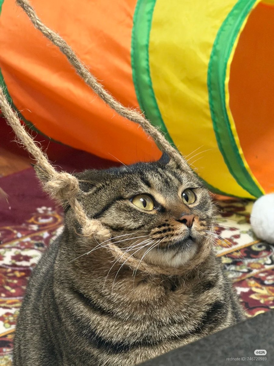 No Context Cats tweet media