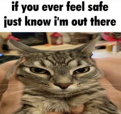 cats being cats tweet media