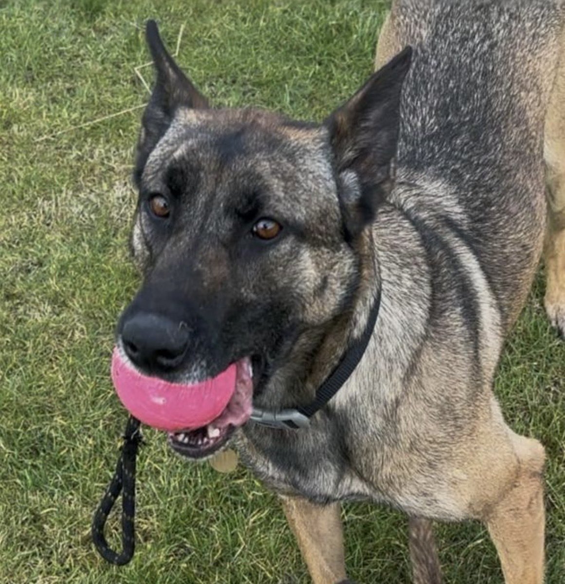 WY Police Dogs tweet media