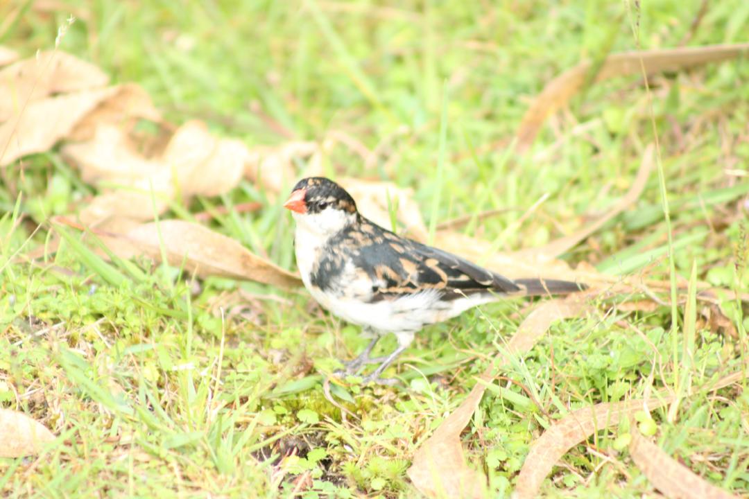 TambourineSafa1's tweet photo. Pin tailed whydah male in non-breeding plumage! Experience Uganda's exceptional birding, wildlife,landscape nature with us.
https://t.co/QVVOgwqKK8
#birdingexperience #wildlifesafari #safaridiscovery #primateapesexperience #Albertineendemics #seenwanders #Gamedrive #naturesuprise https://t.co/If1XxopimU
