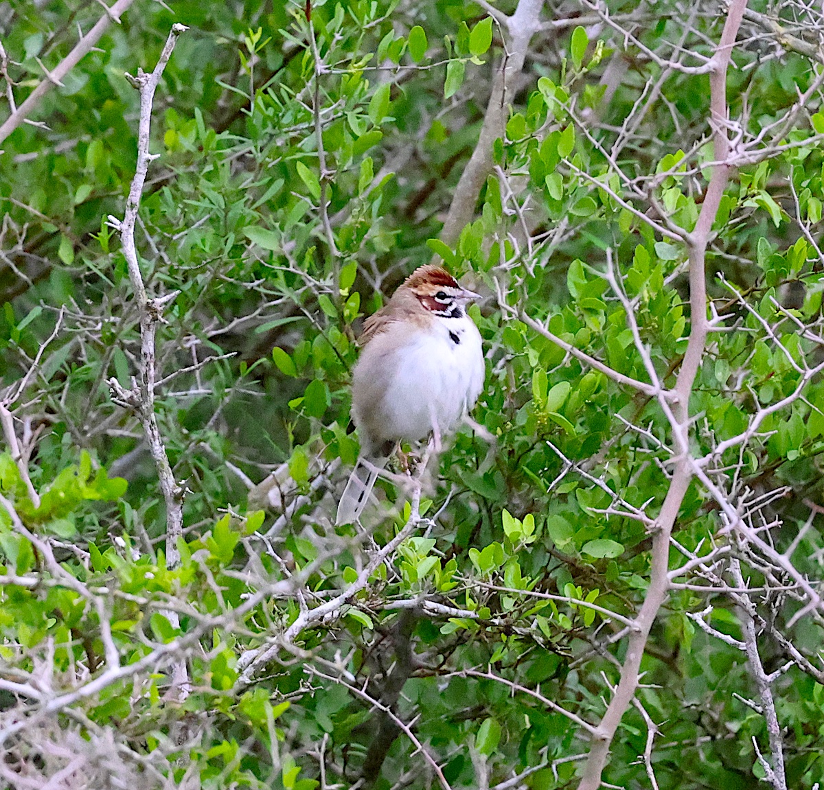 TexasBirder tweet media