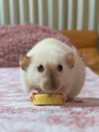 Rat 🎀 tweet media