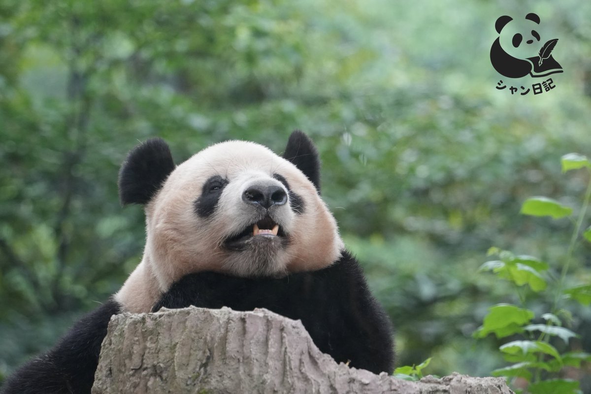 emitantan (@emitantanpanda1) / Posts / X