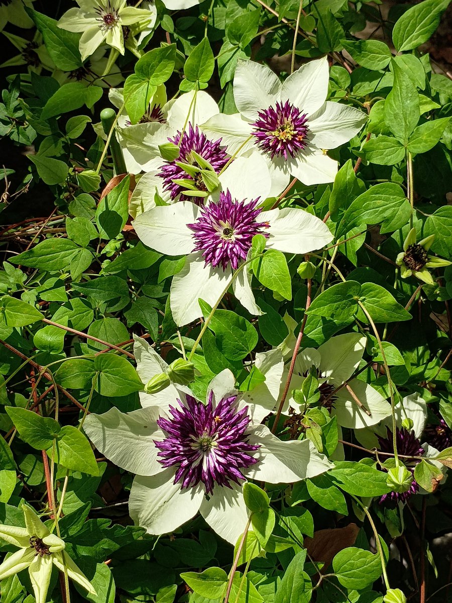tk_seigado's tweet photo. 鉄線の花が満開です！高槻藩永井家の家紋でもある鉄線ご確認をお願い致します🙇 https://t.co/WqOt8qkQrP