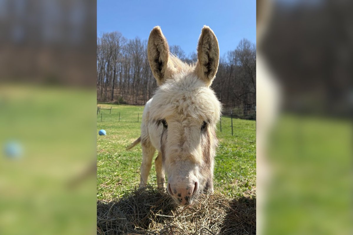 vtnews's tweet photo. When a 7-month-old miniature donkey named Dolly Parton was found hypothermic and unresponsive, her owner drove nearly two hours to @VaMdVetMed for lifesaving treatment that took weeks to complete. 🫏

🔗: https://t.co/TqCbl9dJXE https://t.co/GLyXDFZA54