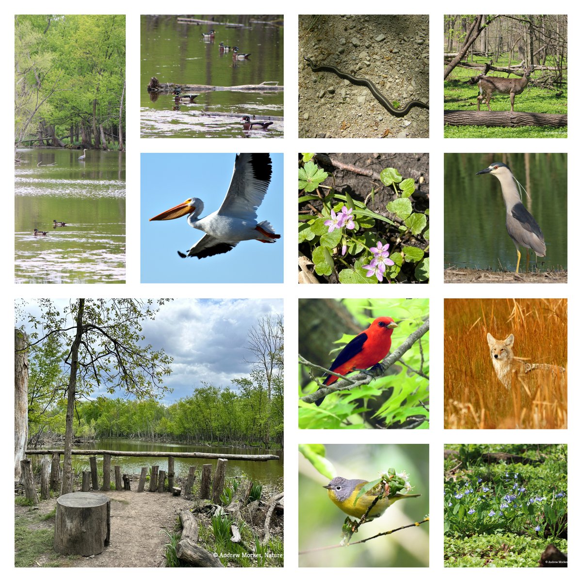NatureinChicago's tweet photo. I've posted a new article at my blog, Nature in Chicagoland.

LaBagh Woods is a great spot in the city for birding and some easy nature hiking. Birders have recorded 220+ bird species in only 80 acres of natural areas.
https://t.co/Q2N7pQXIdA

#Birds #birding #birdwatching https://t.co/uSNwUAgASa