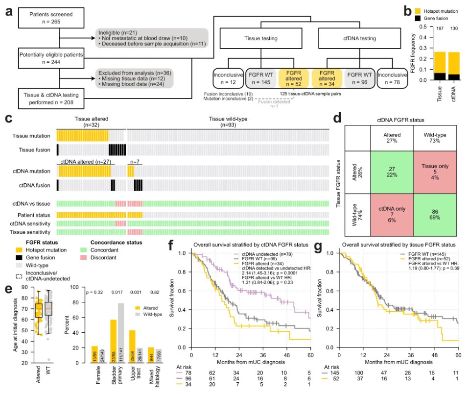 urotoday's tweet photo. Prospective multicenter study of ctDNA vs tumor tissue guiding FGFR-targeted therapy in metastatic #UrothelialCancer. #AuthorCommentary "Findings support the validity of ctDNA-based FGFR screening and the integration of ctDNA genotyping as a complementary upfront blood test for mUC, which will expand FGFR therapy to patients without sufficient tissue for testing...This proposed ctDNA-first workflow would improve overall sensitivity for detecting actionable alterations compared to tissue testing alone and may alleviate time and costs associated with the tissue retrieval process from pathology laboratories." #ReadNow > https://t.co/0hSODl9x9y @NatureComms @D_C_Muller @MurthaAj @LuciaNappi4 @kalasri3 @ResearchWyatt
