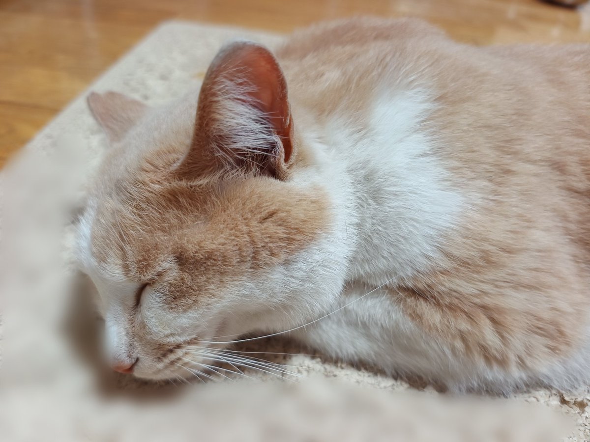 また明日〜 #猫のいるくらし #猫のいるしあわせ #cat #ひげまんじゅう