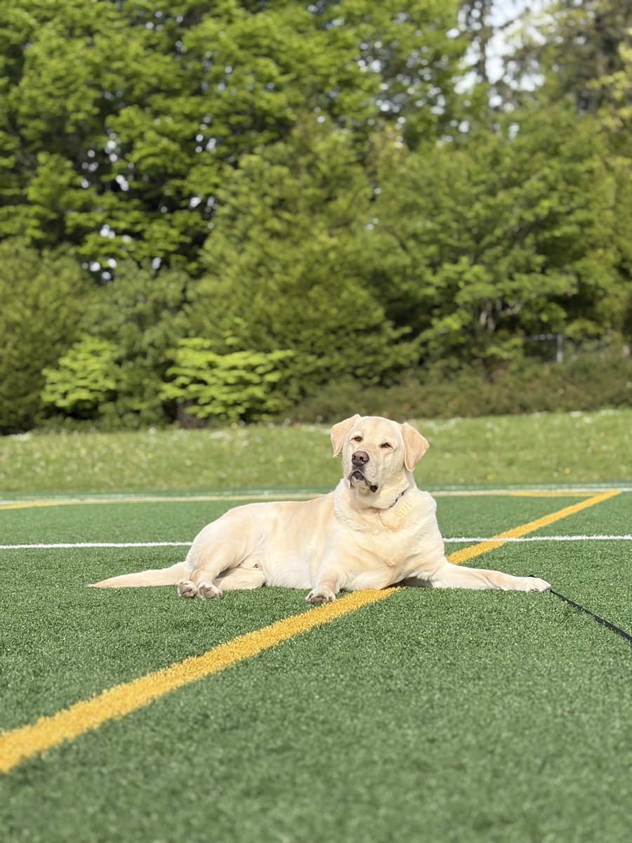 ᛒᚢᛋᛏᛖᚱdogdad tweet media