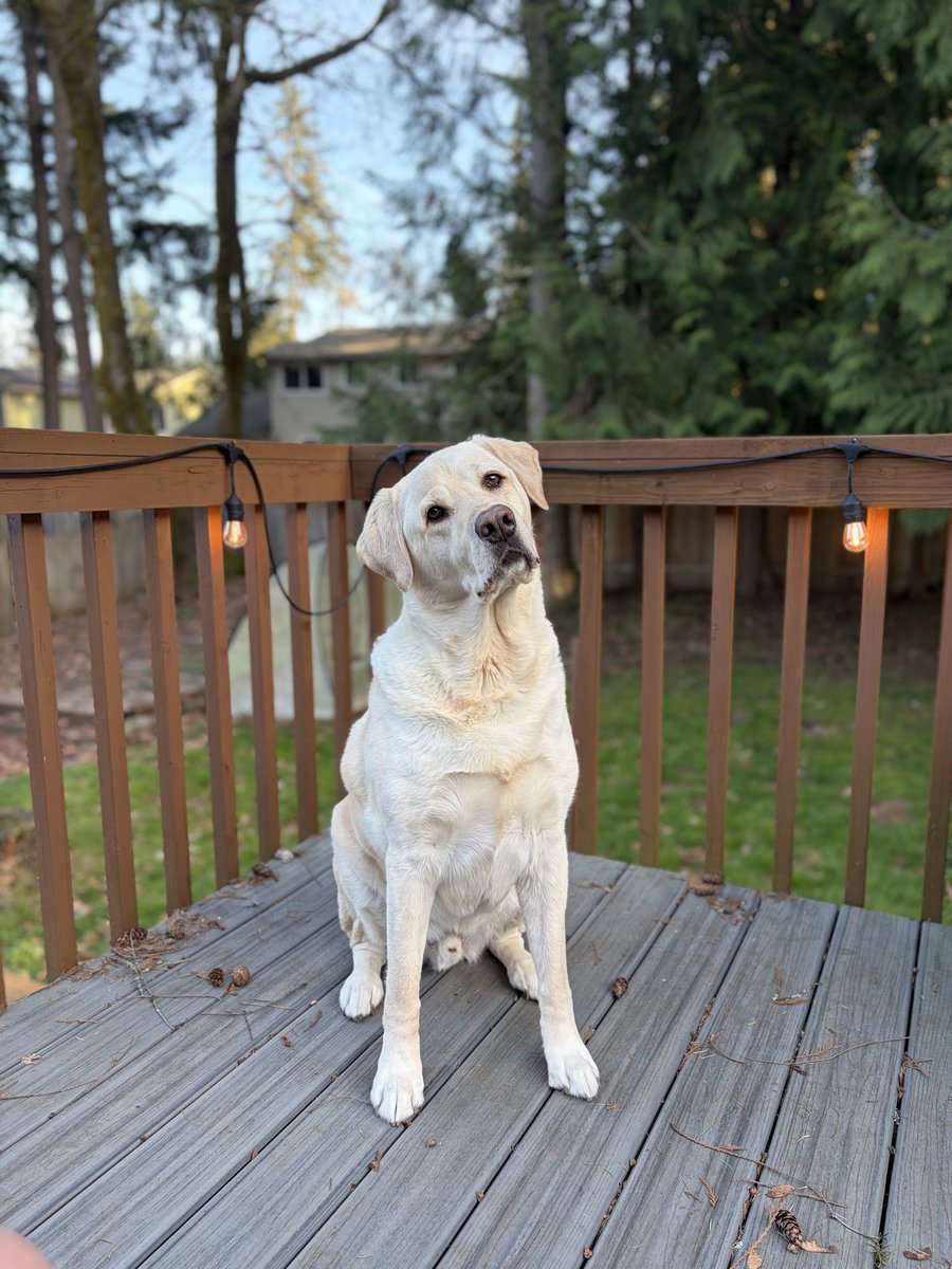 ᛒᚢᛋᛏᛖᚱdogdad tweet media