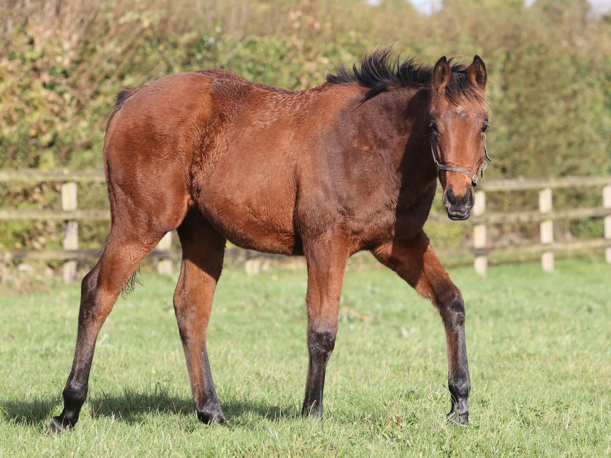 AgaKhanStuds's tweet photo. ๐ #Vadeni's first crop of yearlings includes relations to the big winners last Sunday @paris_longchamp:
๐ Colt ๐ธ out of #Rayisa (dam of Gr.1 Poule d'Essai des Poulains hero #Rayif & Gr.3 winner #Rayevka)
๐ Filly out of Marulla (sister to Prix Saint-Alary winner Lapotheose) https://t.co/I4uAxckVOv