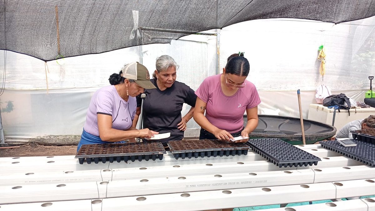 fsd__ch's tweet photo. 🌿In Armero-Guayabal, #Colombia, the #hydroponic community #greenhouse is producing around 600 plants each week, helping strengthen #FoodSecurity through fresh vegetables and fruits.

The project supports conflict victims in rebuilding their livelihoods and fostering resilience. https://t.co/moKbVdwWQQ