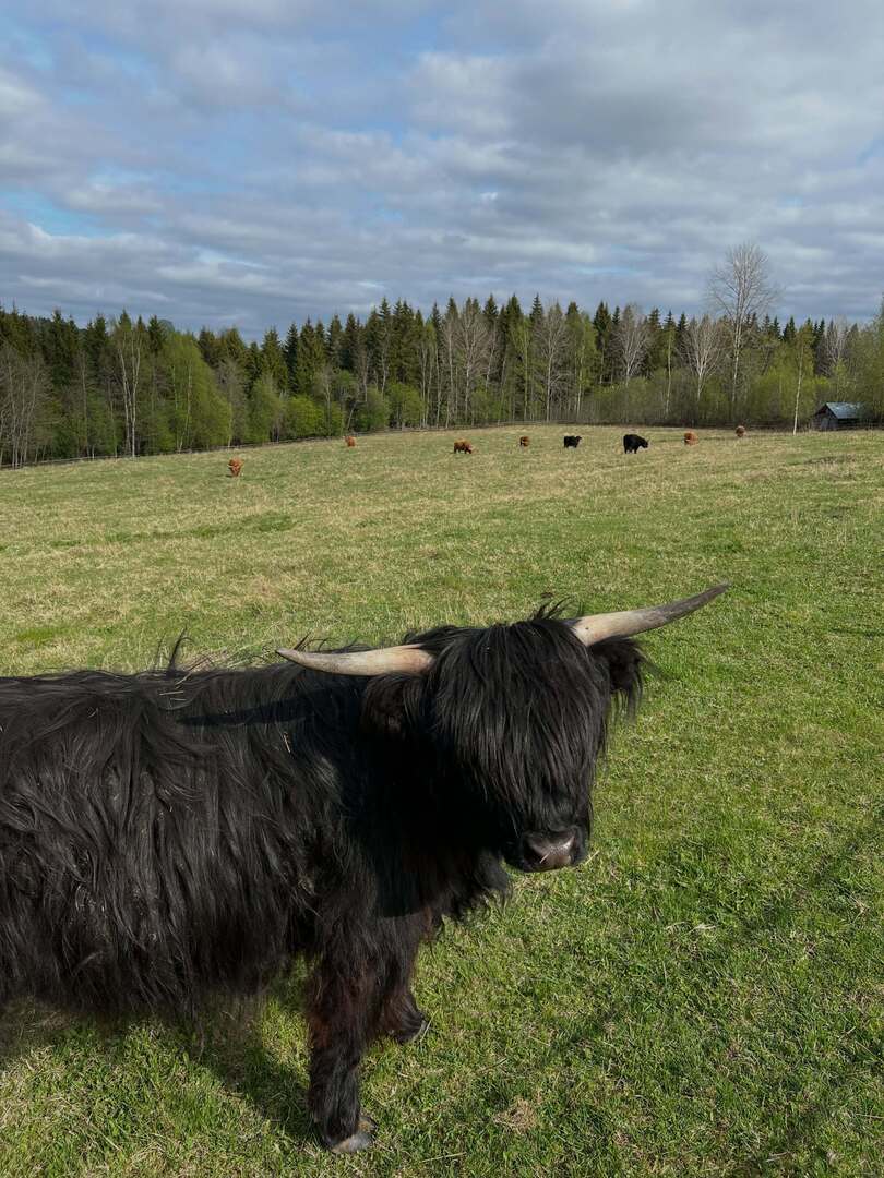 Highland Cattle of Saarela tweet media