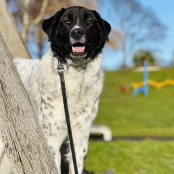 rescuedoggypaws's tweet photo. Although Hagrid got it all a bit wrong his intentions were entirely honourable. With loving, firm guidance we believe Hagrid will make a fabulous family pet
Hagrid needs to be the only dog in the home. Families with children over 14yrs are welcome to apply
https://t.co/z3y5mXTABJ https://t.co/lSWX0JwwjD