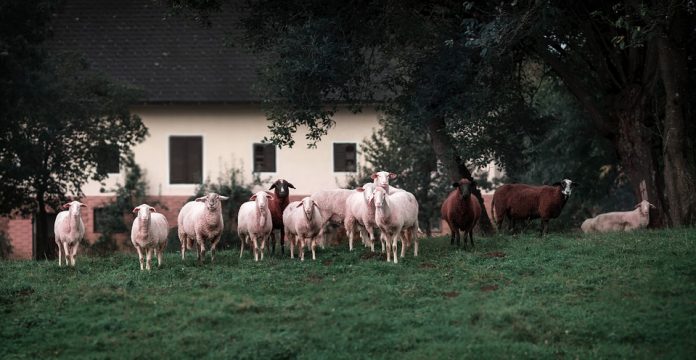 AGROPOPULAR tweet media