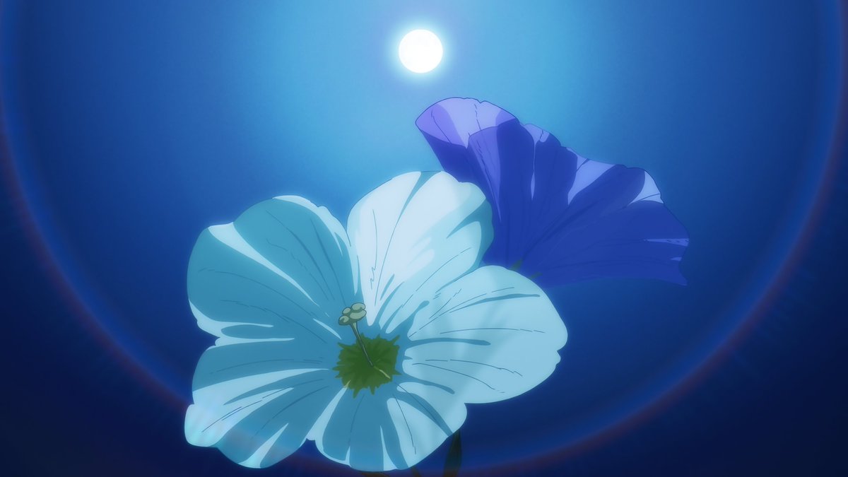 jomube23's tweet photo. El uso de las flores como elemento simbólico en Kamiina Botan es algo que me fascina. Su significado y el contraste de colores reflejan cómo la serie utiliza símbolos visuales para diferenciar los vínculos entre personajes:

🟠 Botan → Caléndula naranja (calidez, cercanía emocional, espontaneidad)
⚪️ Ibuki → Campánula blanca (afecto genuino, pureza emocional, sinceridad)
🟣 Kanade → Campánula violeta (amor silencioso, melancolía, deseo contenido)