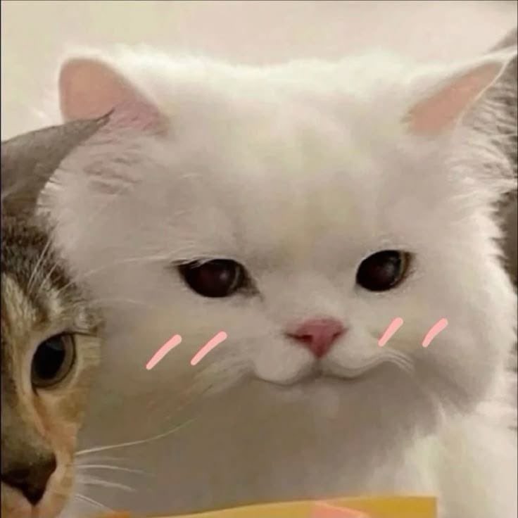 밍 ◕‿◕ tweet media