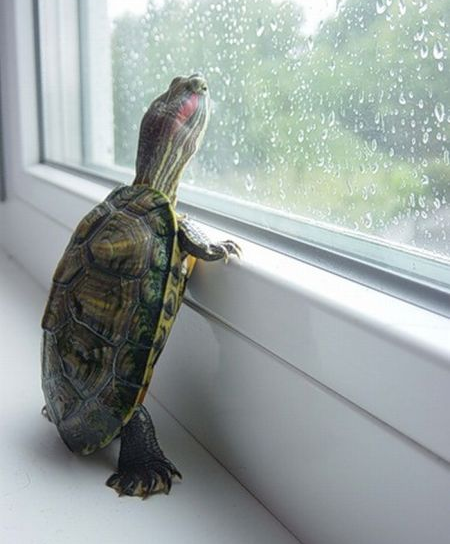Bitcoin the Turtle tweet media