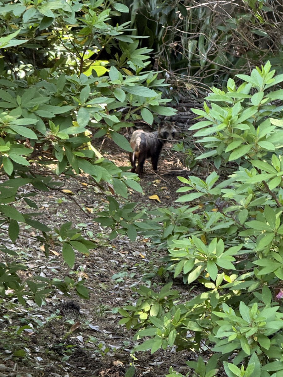 masahide32's tweet photo. 今朝、不思議な動物を見た
タヌキかアライグマか？🦝 https://t.co/eYKcGhPna9