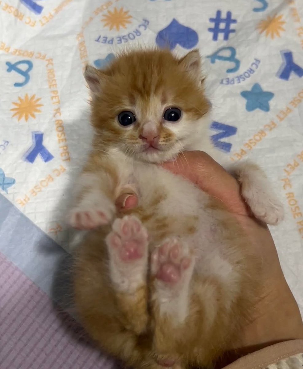 Daily Cat Posts tweet media