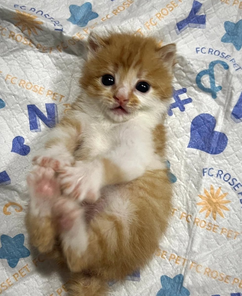 Daily Cat Posts tweet media